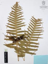 Phlebodium areolatum image