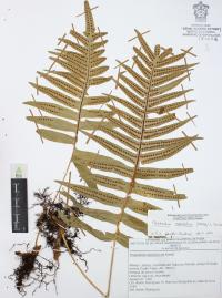 Phlebodium areolatum image