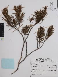 Comarostaphylis polifolia image