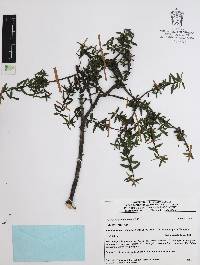 Vaccinium geminiflorum image