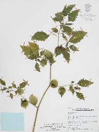 Physalis angulata image