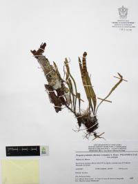Pleopeltis polylepis image