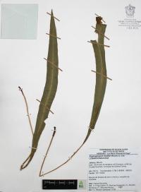 Elaphoglossum muelleri image