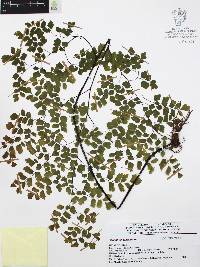 Adiantum tenerum image