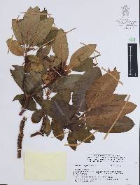 Arbutus xalapensis image