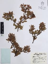 Arctostaphylos pungens image