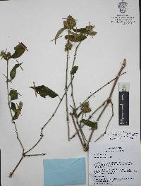 Justicia pacifica image