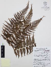 Macrothelypteris torresiana image