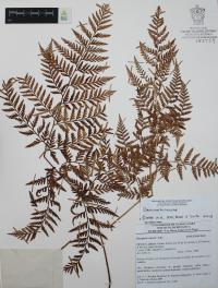 Dryopteris rossii image