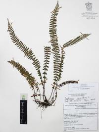 Asplenium monanthes image