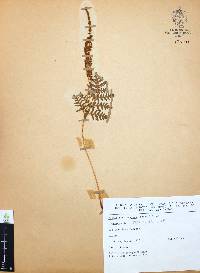 Anemia karwinskyana image