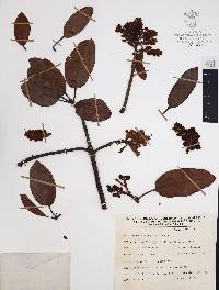 Arbutus xalapensis image