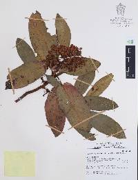 Arbutus xalapensis image