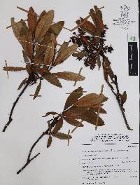 Comarostaphylis discolor image