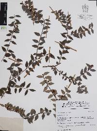 Vaccinium confertum image