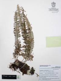 Polypodium furfuraceum image