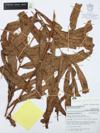 Serpocaulon triseriale image