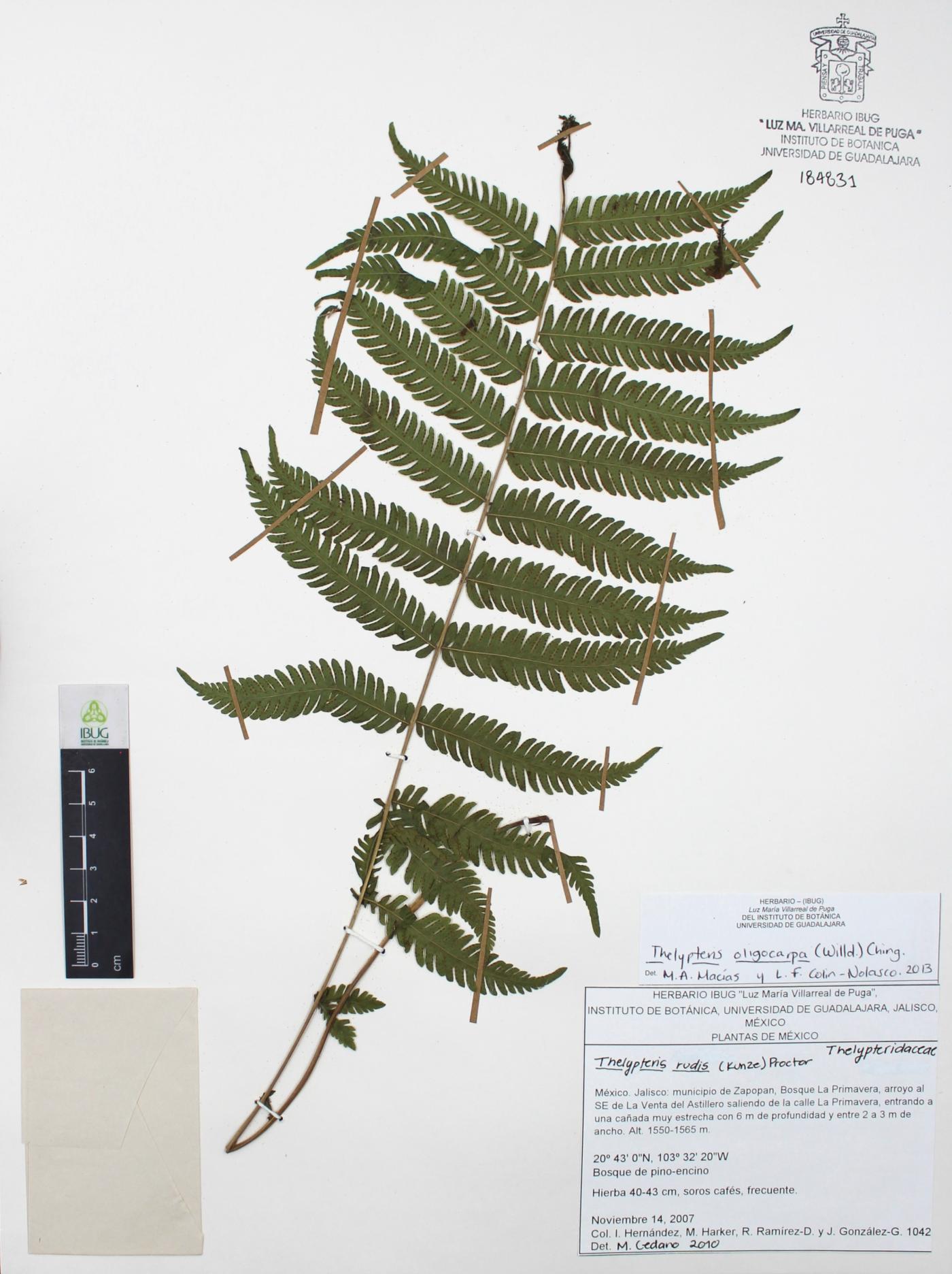 Thelypteris oligocarpa image