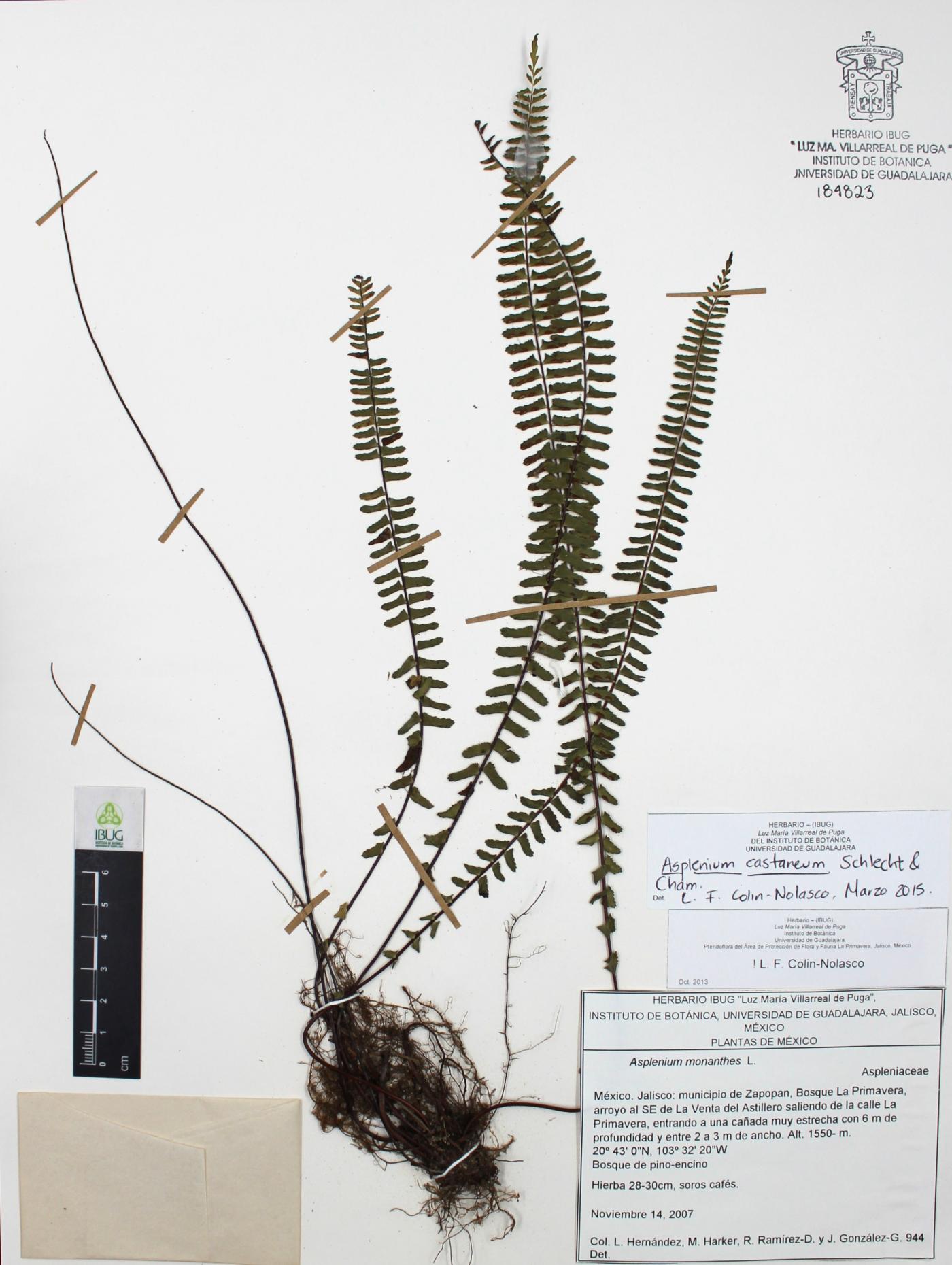 Asplenium castaneum image