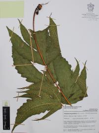 Tectaria heracleifolia image