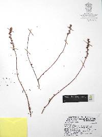 Villadia albiflora image