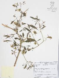 Physalis acutifolia image