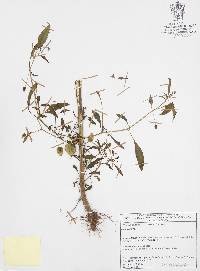 Physalis acutifolia image