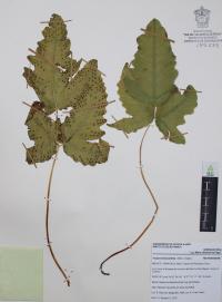 Tectaria heracleifolia image