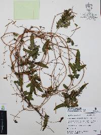 Lygodium venustum image