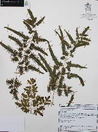 Lygodium venustum image