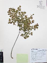 Adiantum andicola image