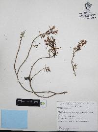 Sedum griseum image