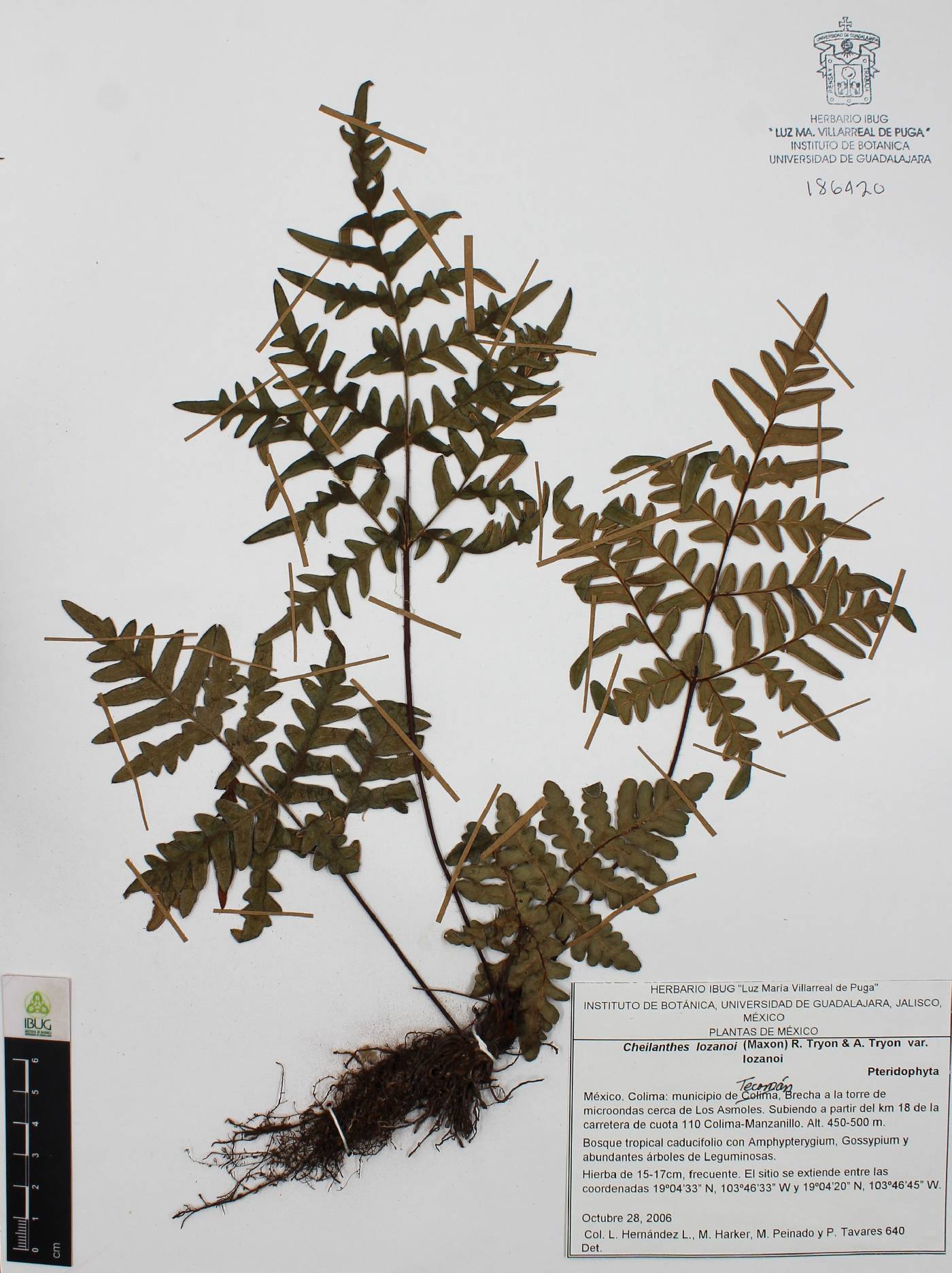 Cheilanthes lozanoi var. lozanoi image