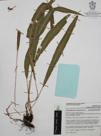 Elaphoglossum rzedowskii image