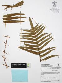 Phlebodium areolatum image