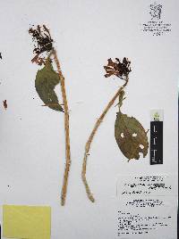 Odontonema auriculatum image