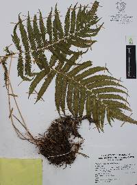 Thelypteris puberula image