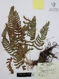 Blechnum appendiculatum image