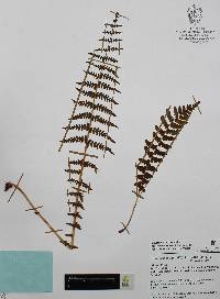 Woodsia mollis image