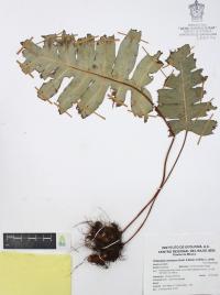 Phlebodium areolatum image