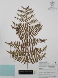 Dryopteris rossii image