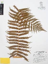 Cyathea costaricensis image