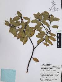 Arctostaphylos pungens image