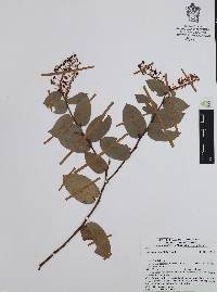 Gaultheria lancifolia image