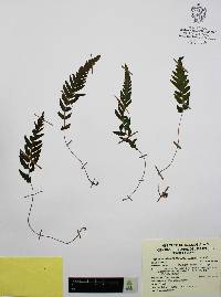 Thelypteris pilosa image