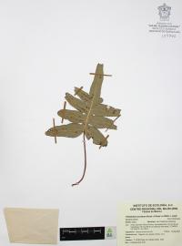 Phlebodium areolatum image
