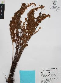 Myriopteris myriophylla image