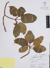 Arbutus xalapensis image