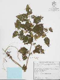 Physalis angustiphysa image