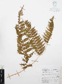 Cyathea costaricensis image